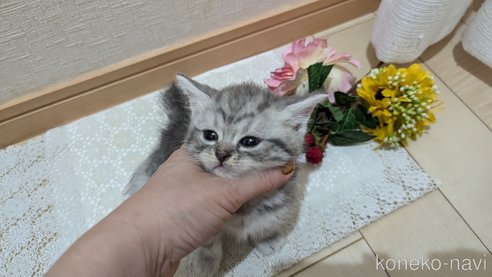 成約済の広島県のスコティッシュフォールド-85440の100枚目