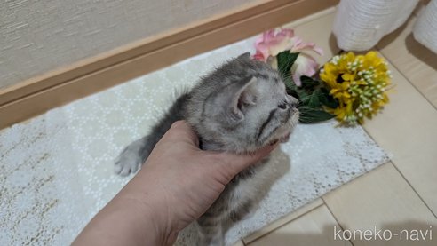 成約済の広島県のスコティッシュフォールド-85440の101枚目