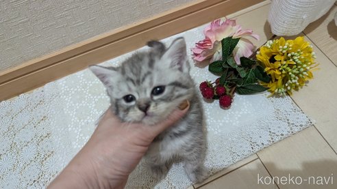 成約済の広島県のスコティッシュフォールド-85440の102枚目