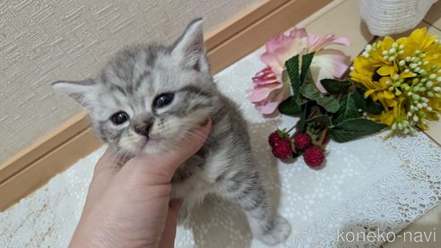 成約済の広島県のスコティッシュフォールド-85440の98枚目