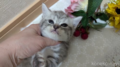 成約済の広島県のスコティッシュフォールド-85440の97枚目