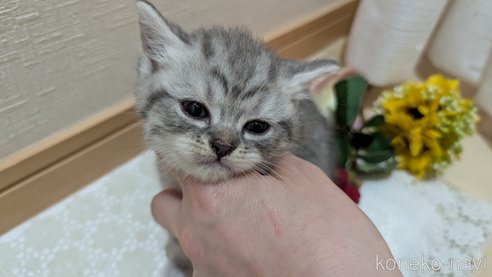 成約済の広島県のスコティッシュフォールド-85440の92枚目