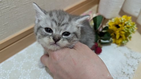 成約済の広島県のスコティッシュフォールド-85440の90枚目