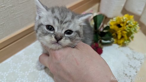 成約済の広島県のスコティッシュフォールド-85440の91枚目