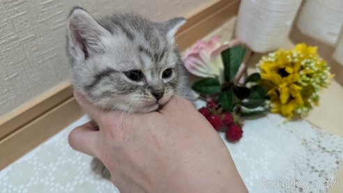成約済の広島県のスコティッシュフォールド-85440の89枚目