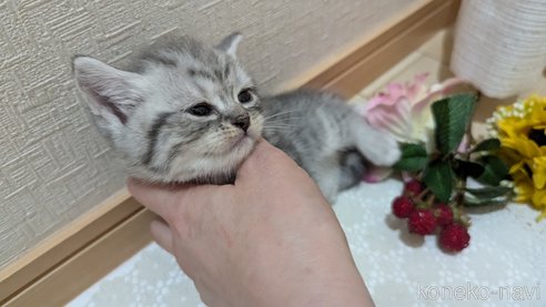 成約済の広島県のスコティッシュフォールド-85440の88枚目