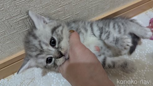 成約済の広島県のスコティッシュフォールド-85440の87枚目