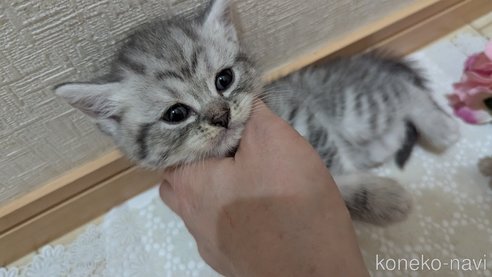 成約済の広島県のスコティッシュフォールド-85440の85枚目
