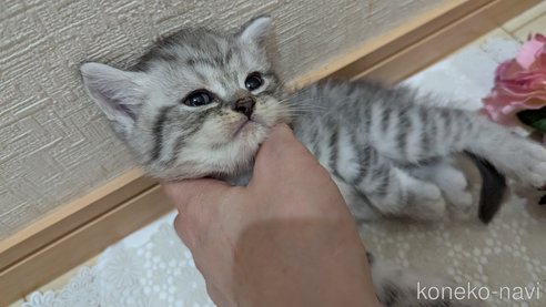 成約済の広島県のスコティッシュフォールド-85440の86枚目