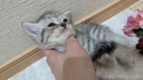 成約済の広島県のスコティッシュフォールド-85440の83枚目