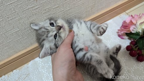 成約済の広島県のスコティッシュフォールド-85440の84枚目