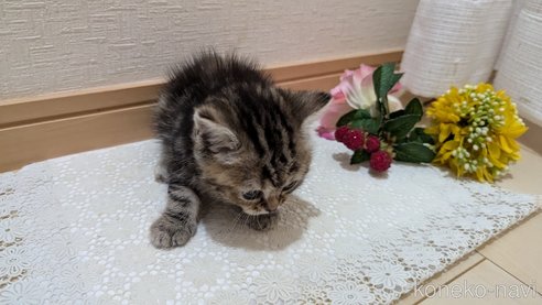 成約済の広島県のスコティッシュフォールド-85438の124枚目