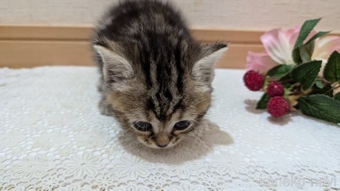 成約済の広島県のスコティッシュフォールド-85438の121枚目