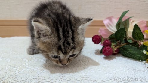 成約済の広島県のスコティッシュフォールド-85438の118枚目