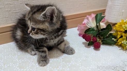 成約済の広島県のスコティッシュフォールド-85438の112枚目