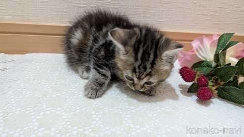 成約済の広島県のスコティッシュフォールド-85438の107枚目