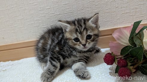 成約済の広島県のスコティッシュフォールド-85438の103枚目