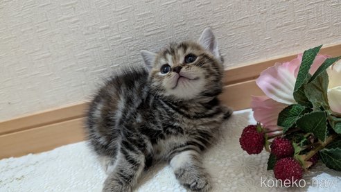 成約済の広島県のスコティッシュフォールド-85438の104枚目