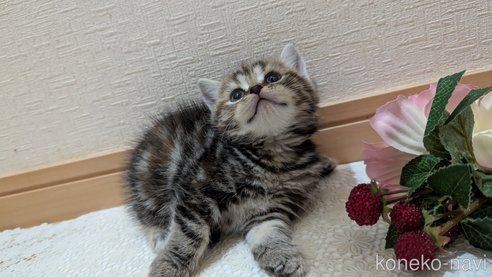 成約済の広島県のスコティッシュフォールド-85438の101枚目