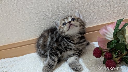 成約済の広島県のスコティッシュフォールド-85438の102枚目