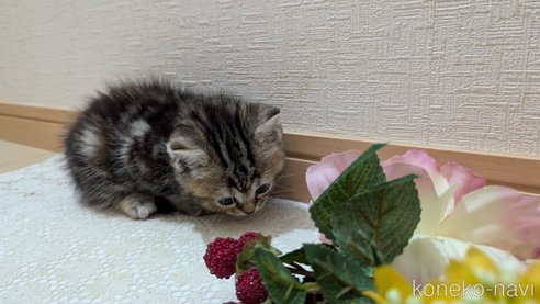 成約済の広島県のスコティッシュフォールド-85438の94枚目