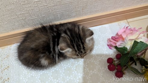成約済の広島県のスコティッシュフォールド-85438の91枚目