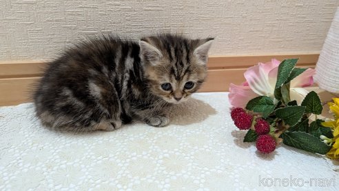 成約済の広島県のスコティッシュフォールド-85438の85枚目