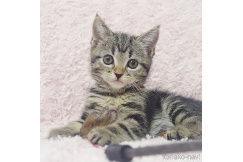 成約済の群馬県のミックス-85449の8枚目