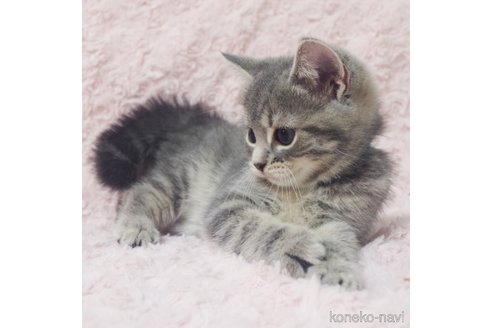 成約済の群馬県のミックス-85446の5枚目
