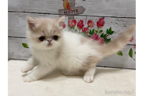 成約済の山梨県のエキゾチックショートヘア-87194の3枚目
