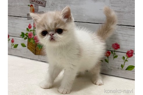 成約済の山梨県のエキゾチックショートヘア-87194の2枚目