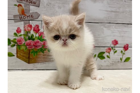 成約済の山梨県のエキゾチックショートヘア-87194の4枚目