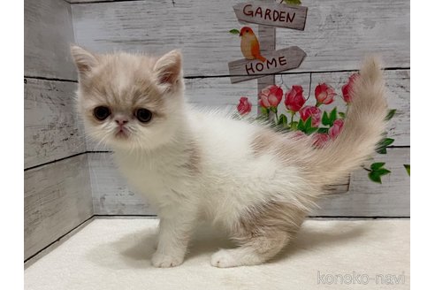 成約済の山梨県のエキゾチックショートヘア-87194の1枚目