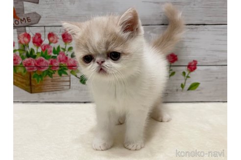成約済の山梨県のエキゾチックショートヘア-87194の7枚目