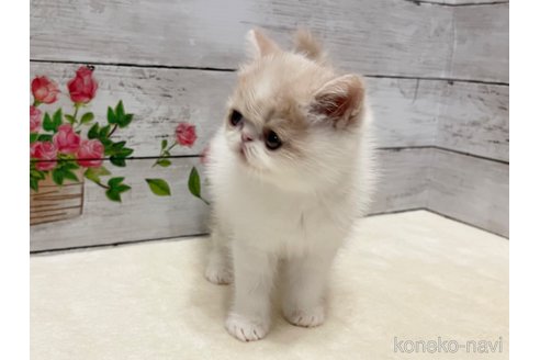 成約済の山梨県のエキゾチックショートヘア-87194の5枚目