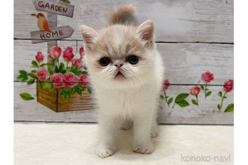 成約済の山梨県のエキゾチックショートヘア-87194の6枚目