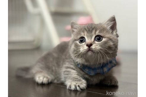 成約済の神奈川県のマンチカン(短足)-87196の2枚目