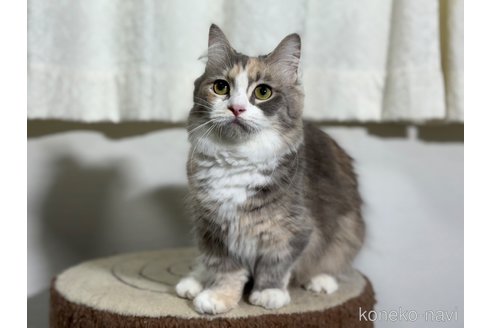 ウーノちゃん1枚目