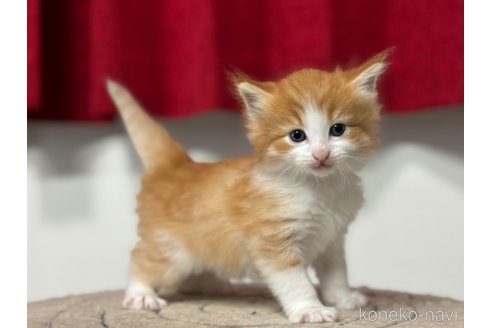 成約済の神奈川県のノルウェージャンフォレストキャット-87198の2枚目