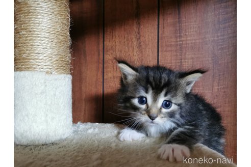 成約済の兵庫県のノルウェージャンフォレストキャット-86548の12枚目