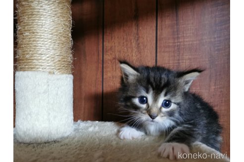成約済の兵庫県のノルウェージャンフォレストキャット-86548の11枚目
