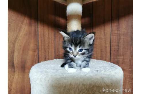 成約済の兵庫県のノルウェージャンフォレストキャット-86548の8枚目