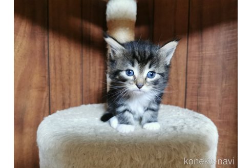成約済の兵庫県のノルウェージャンフォレストキャット-86548の9枚目