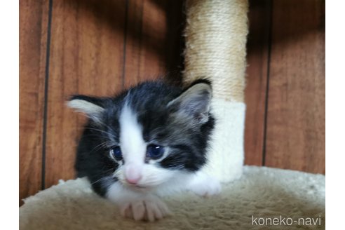 成約済の兵庫県のノルウェージャンフォレストキャット-86546の19枚目