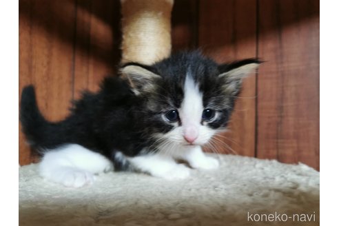 成約済の兵庫県のノルウェージャンフォレストキャット-86546の18枚目
