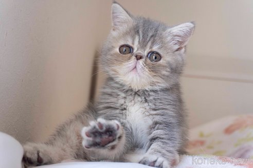 成約済の東京都のエキゾチックショートヘア-84490の22枚目