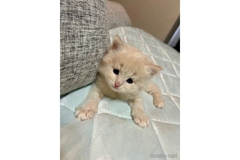成約済の茨城県のサイベリアン-87220の9枚目