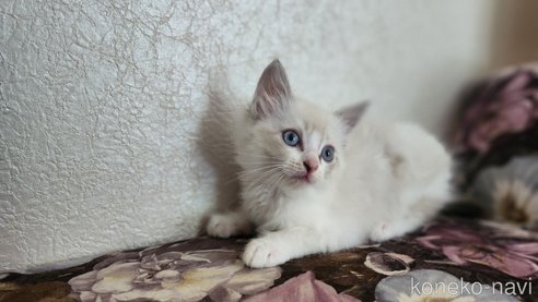 成約済の福岡県のラグドール-87225の3枚目