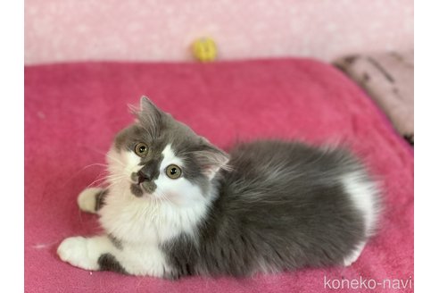 成約済の福岡県のスコティッシュフォールド-82446の1枚目