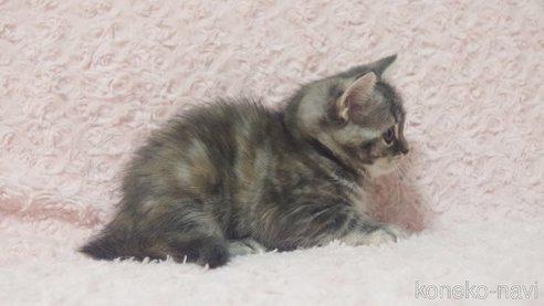 成約済の群馬県のミックス-85444の3枚目